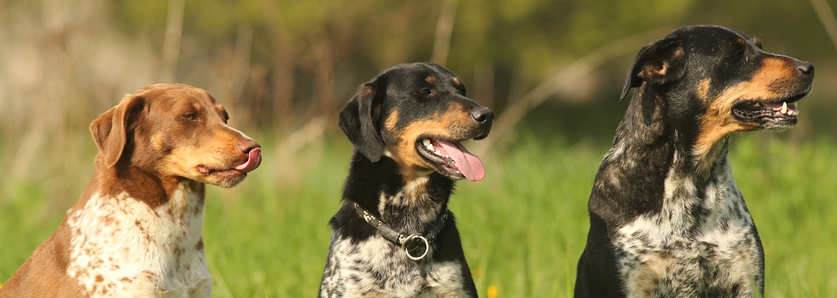 Love in paws - chovatelská stanice Český strakatý pes